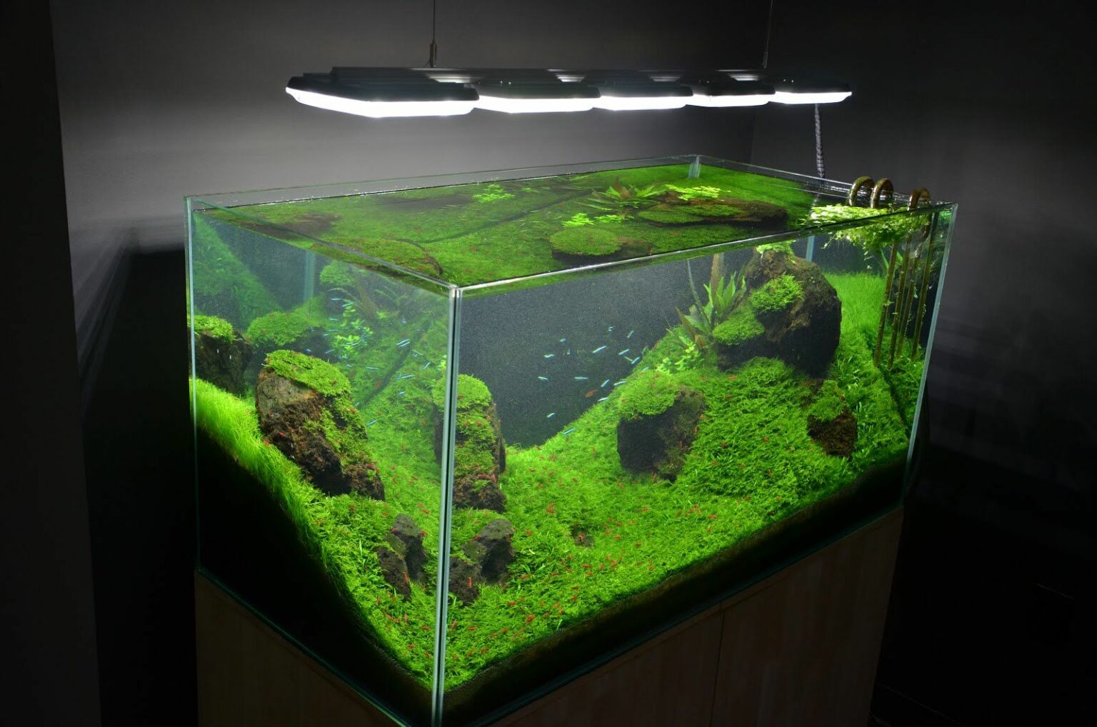 10 Best Fish Tanks SeaClear, Fluval & More