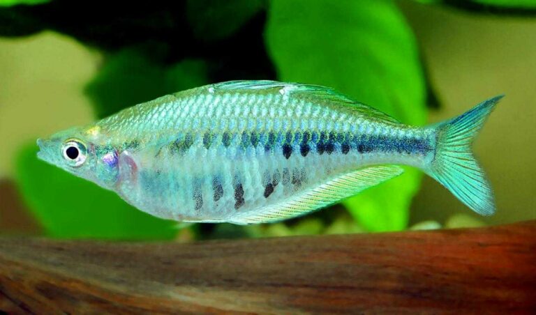 Axelrod's Rainbowfish Chilatherina Axelrodi