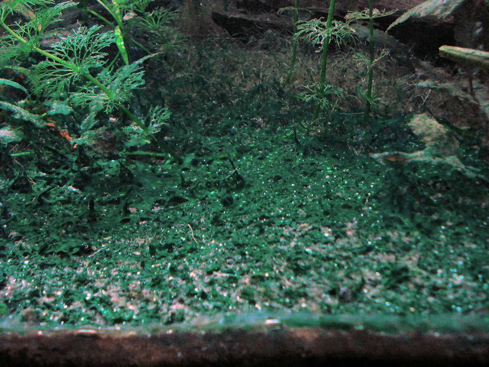Cyanobacteria or Blue-Green Algae in an Aquarium