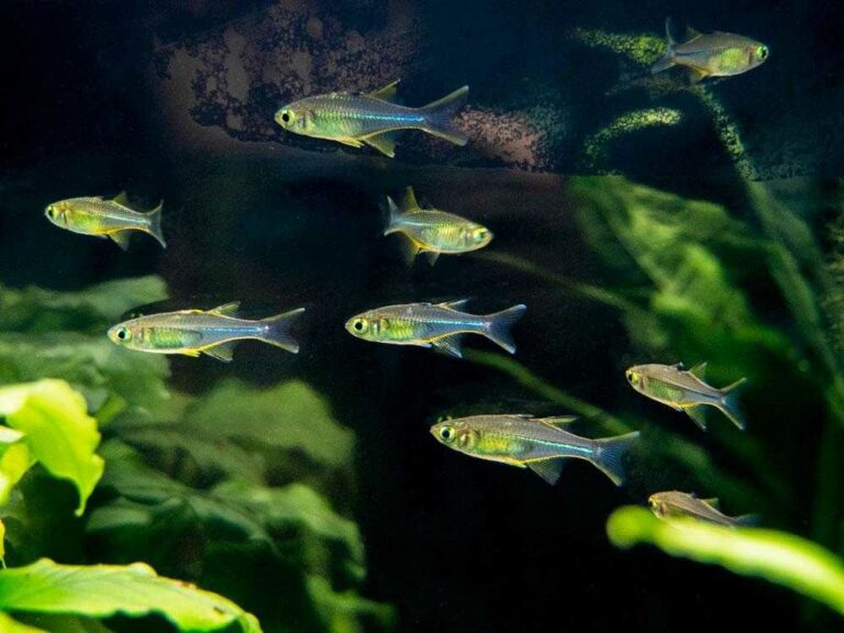 Celebes Rainbowfish Marosatherina ladigesi