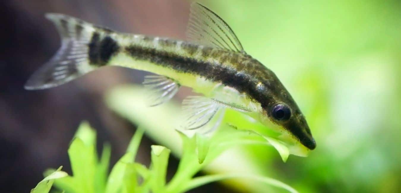 Otocinclus Catfish: Care, Food, Size & Algae Eating