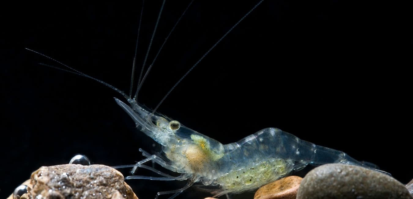 Palaemonetes paludosus
(Glass Shrimp, Ghost Shrimp, Grass Shrimp)