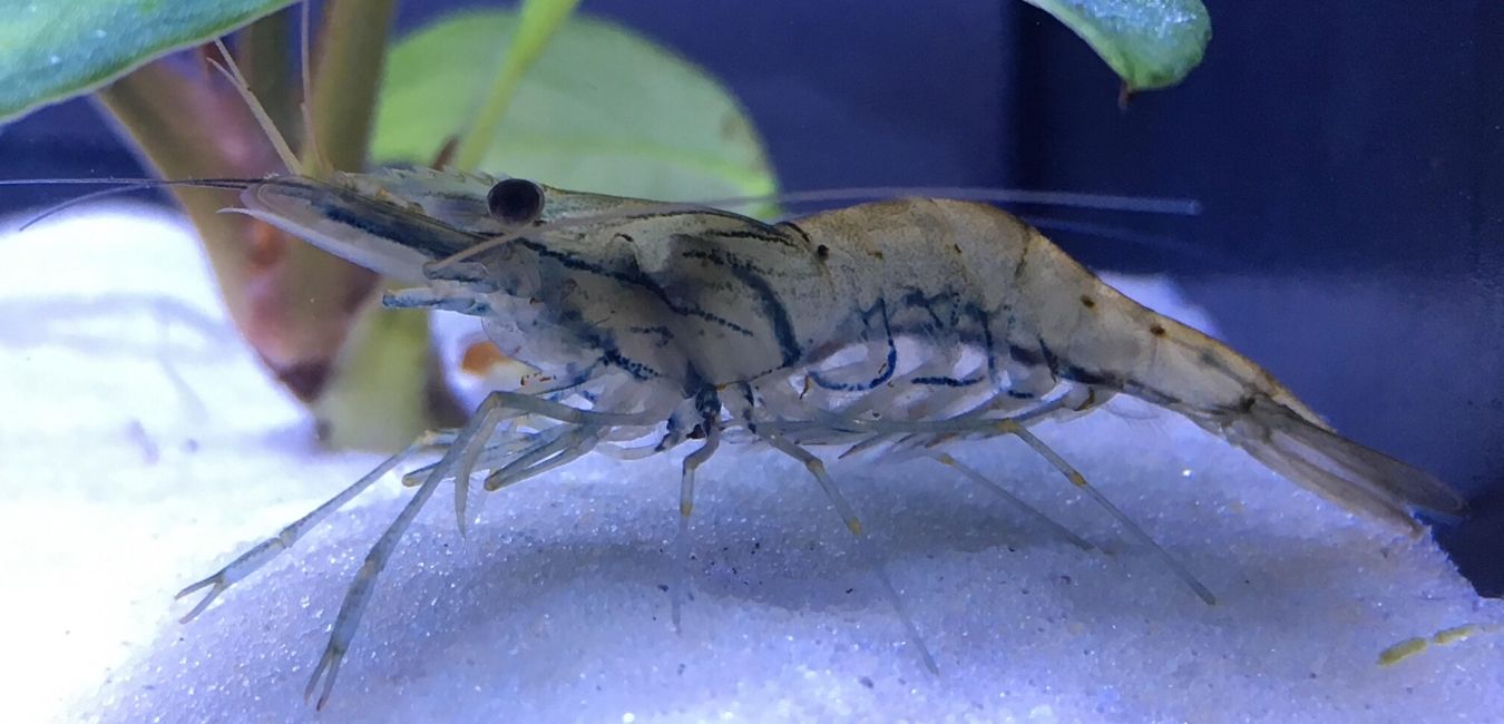 whisker shrimp