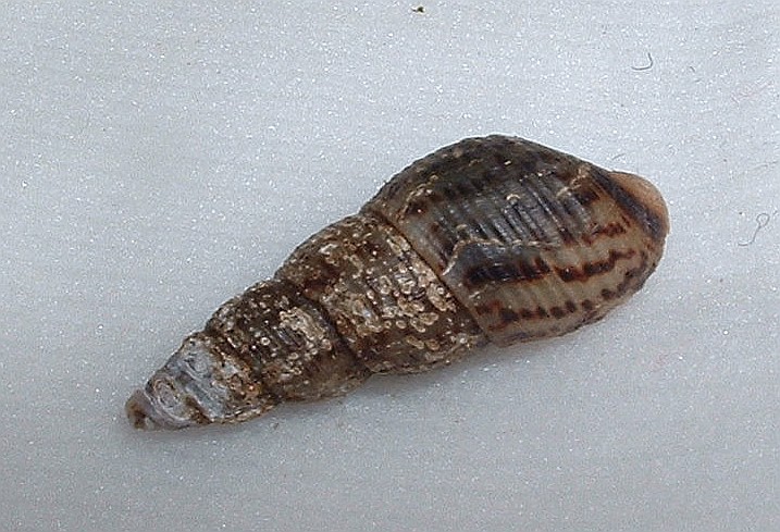 A Malaysian trumpet snail shell.