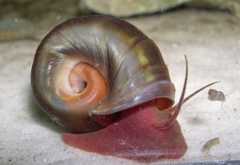 magnificent ramshorn snail in an aquarium.