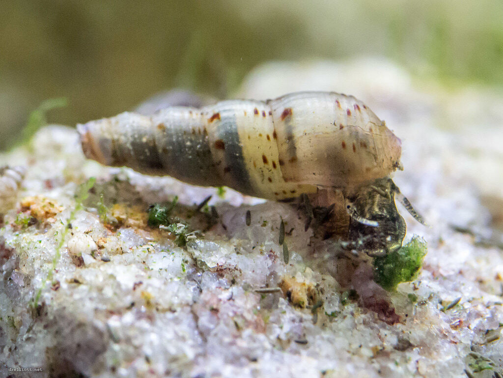 A Malaysian trumpet snail eating algae