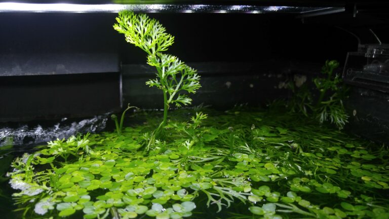 Planted water sprite growing out of an aquarium.