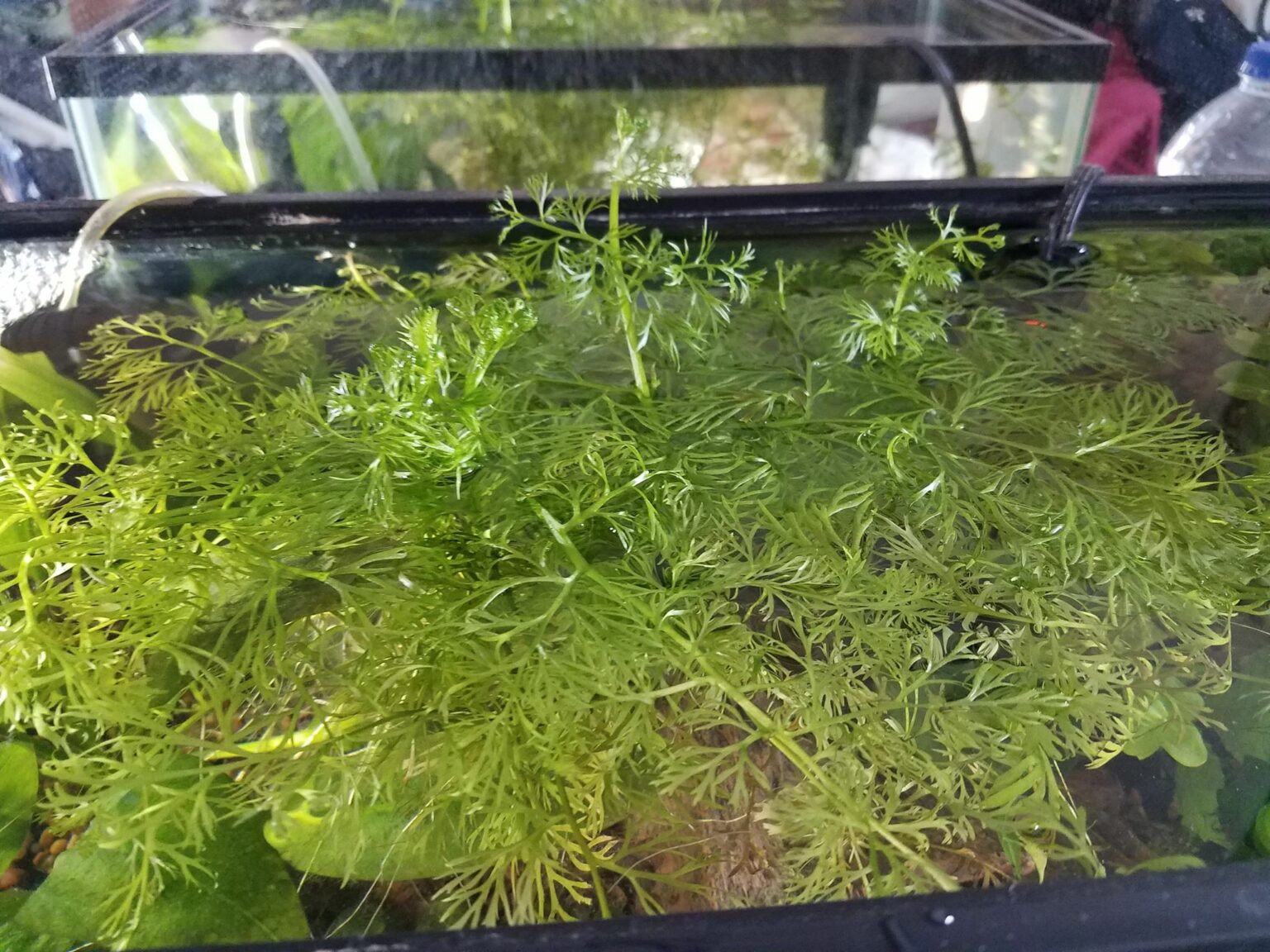 Water Sprite Plant Care Floating, Propagation, Roots