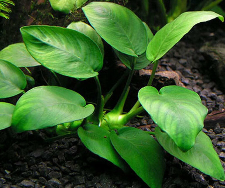 Anubias Barteri Plant