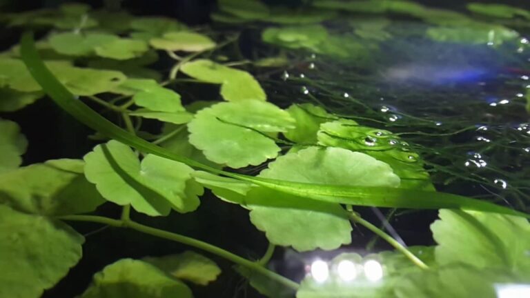 Brazilian Pennywort leaves floating at the top of an aquarium