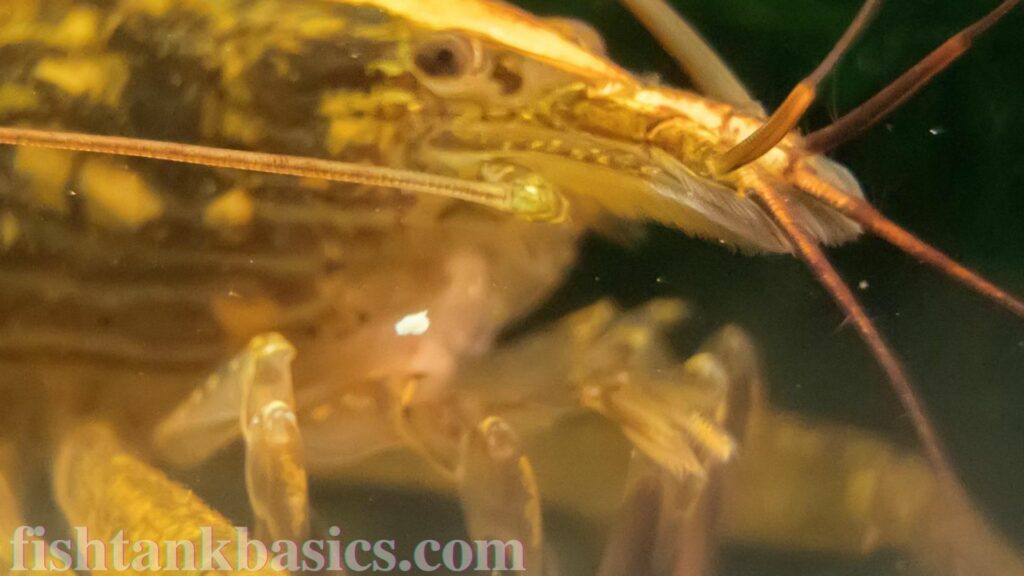Best Bamboo Shrimp Care Diet, Lifespan, Size