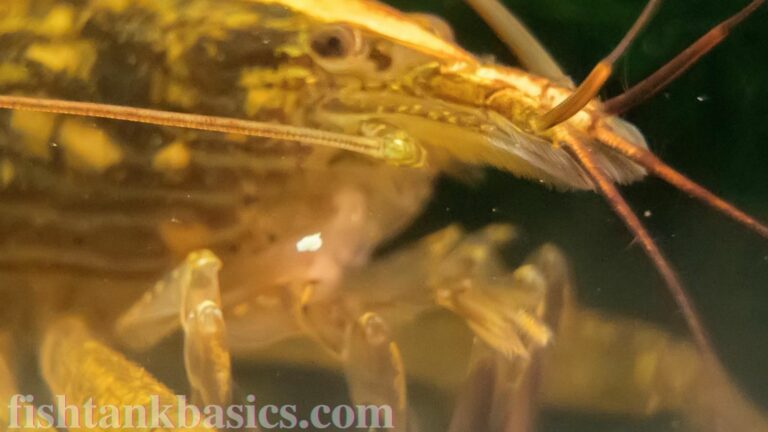 Close up of Wood Shrimp