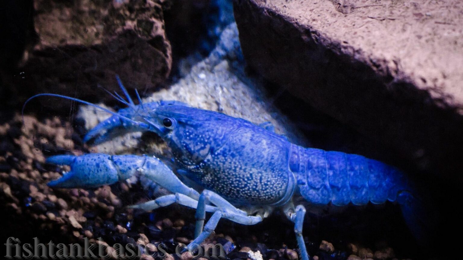 Electric Blue Lobster Care Size, Lifespan, Color, Diet