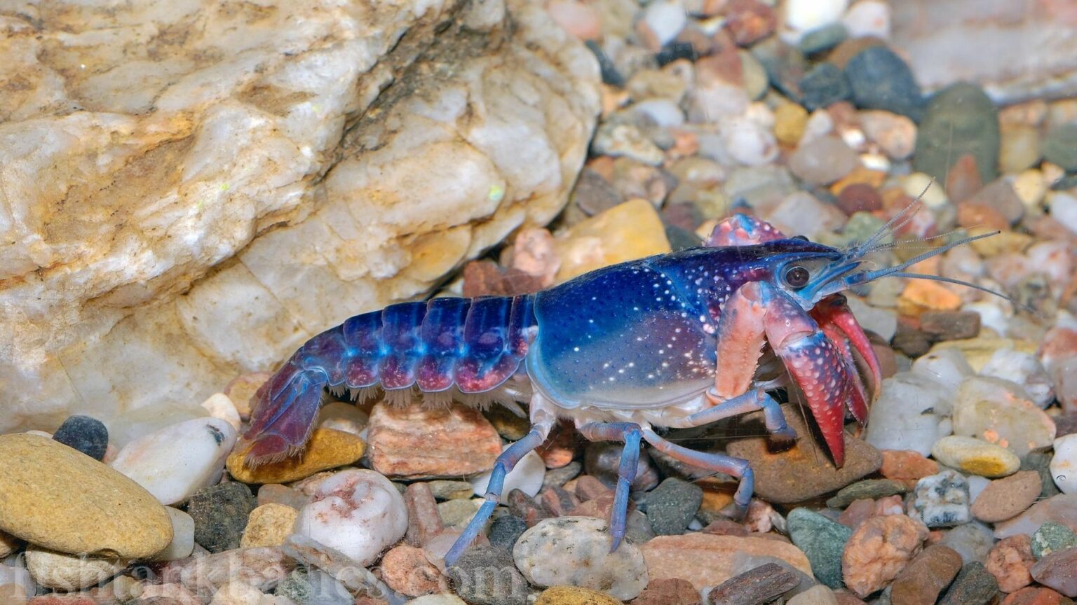 Electric Blue Lobster Care Size, Lifespan, Color, Diet