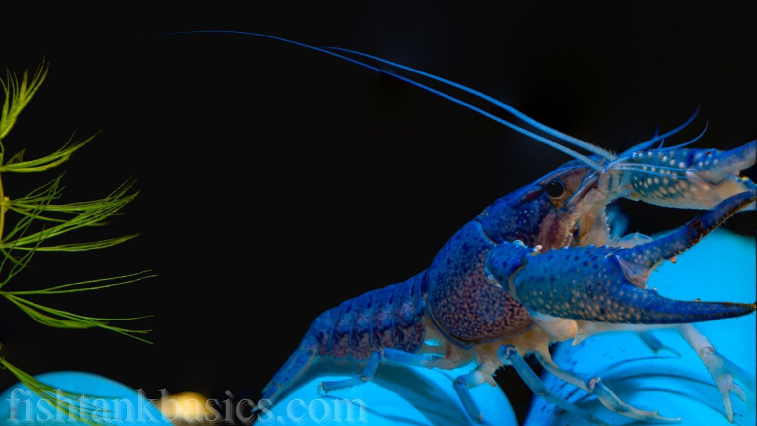 Electric Blue Lobster Care Size, Lifespan, Color, Diet