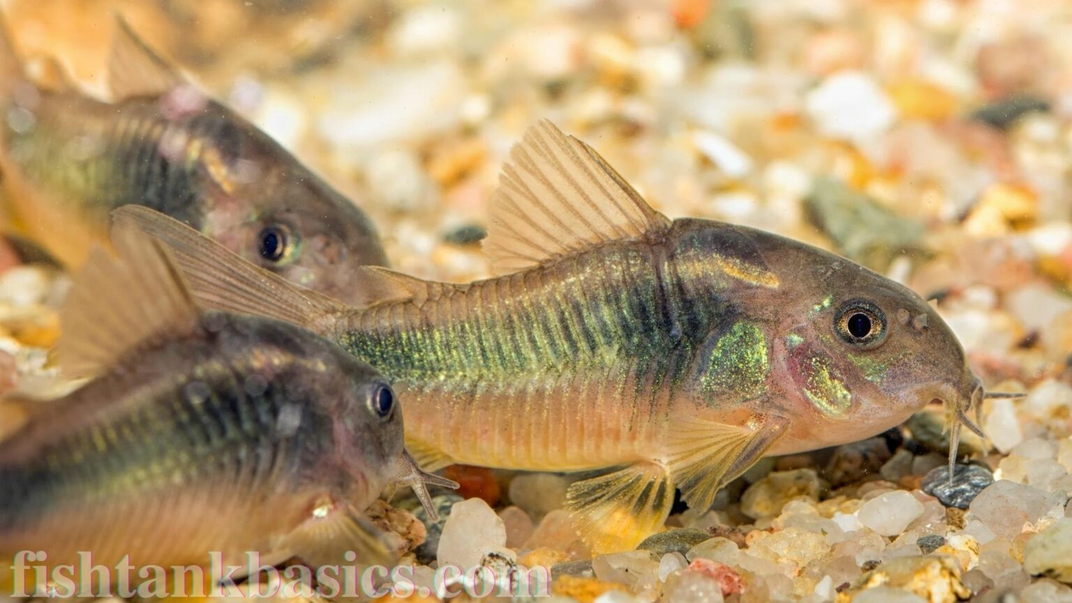 Cory Catfish Care, Size, Food Guide Video (2020)