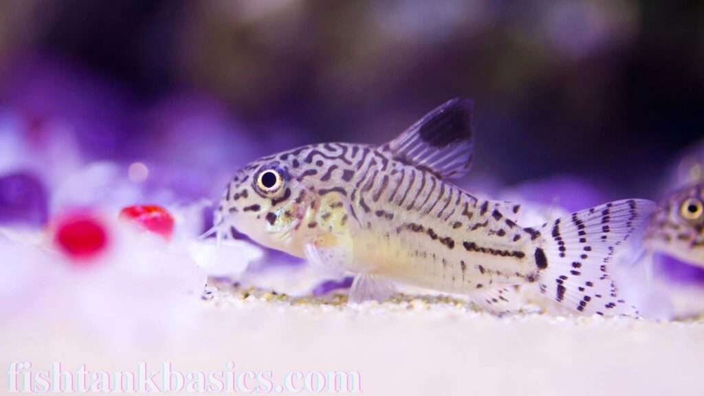 Cory Catfish Care, Size, Food Guide Video (2020)