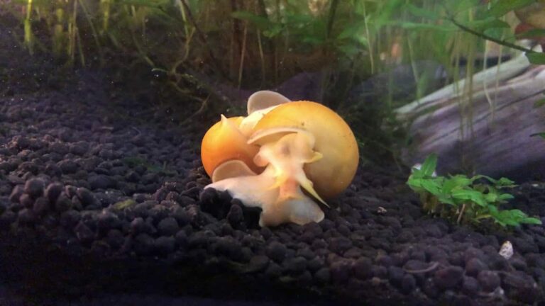 A gold inca snail moving across substrate.