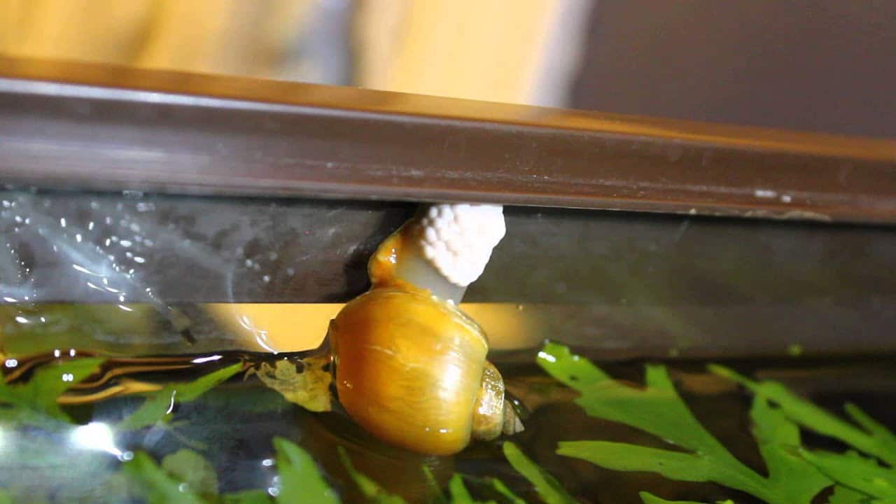 Golden Inca snail laying eggs.