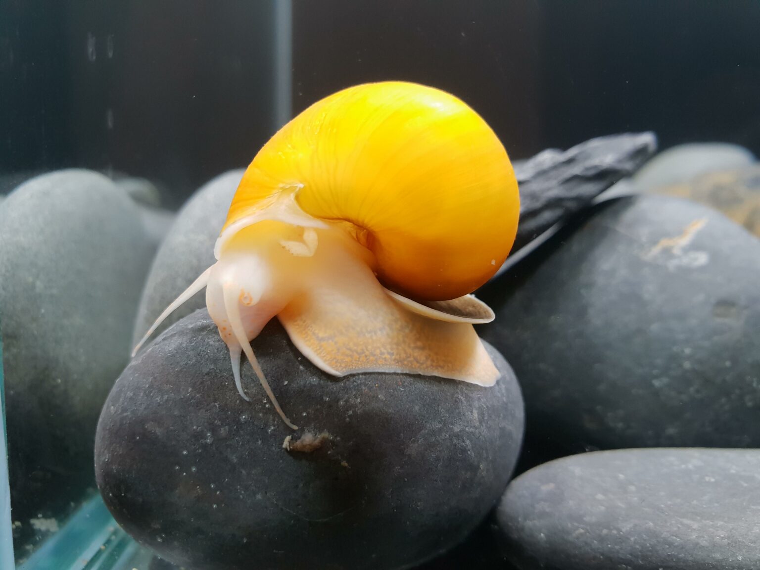 Gold Inca Snail Care: Eggs, Feeding, Size, Lifespan » Fish Tank Basics