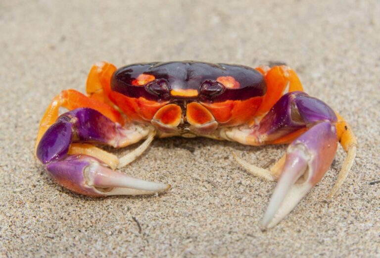 13 Adorable Types of Pet Crabs (With Pictures)
