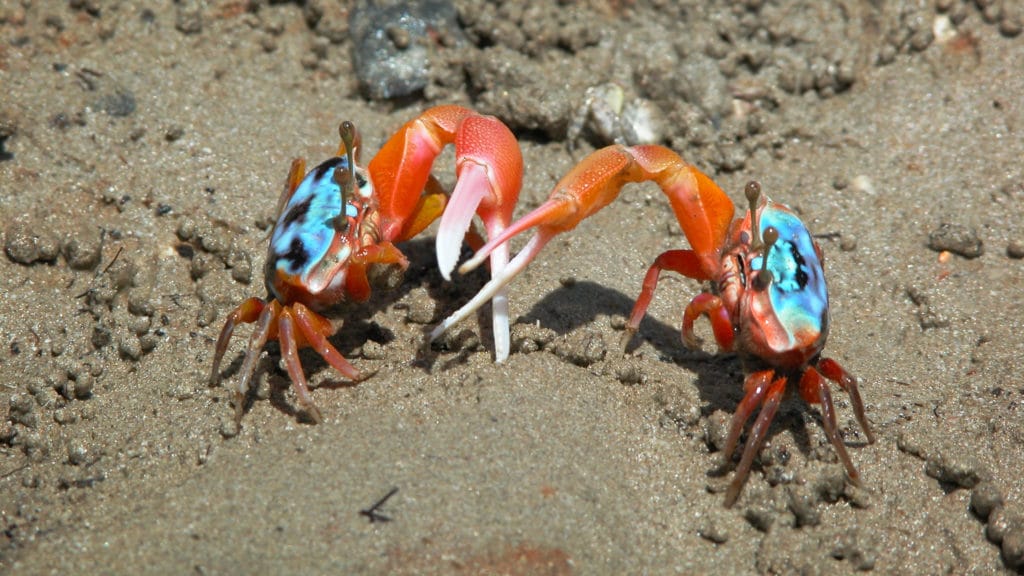 13 Adorable Types of Pet Crabs With Pictures 
