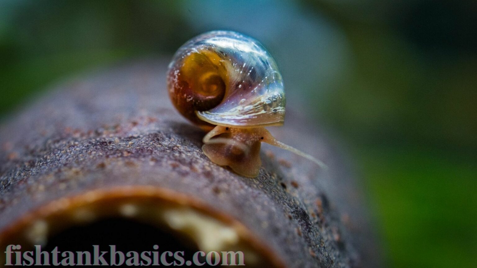 Best Ramshorn Snail Care, Size, Food & Breeding