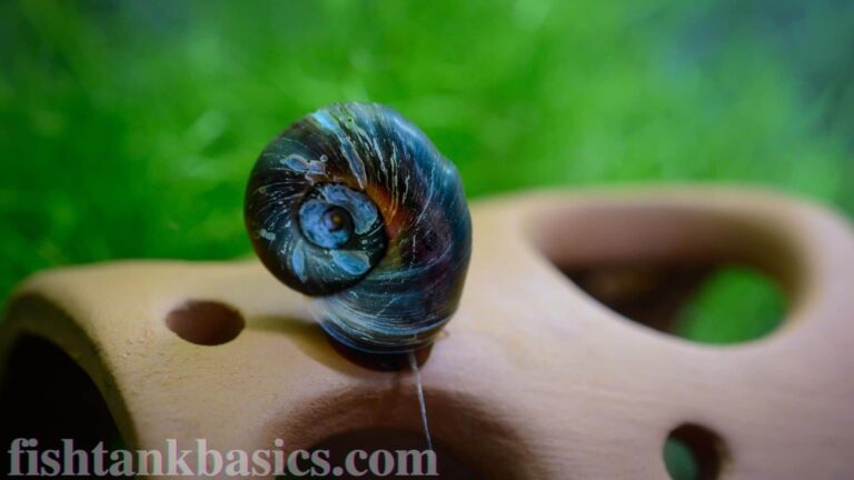 Ramshorn snail with a black shell that has holes and other signs of wear and tear.