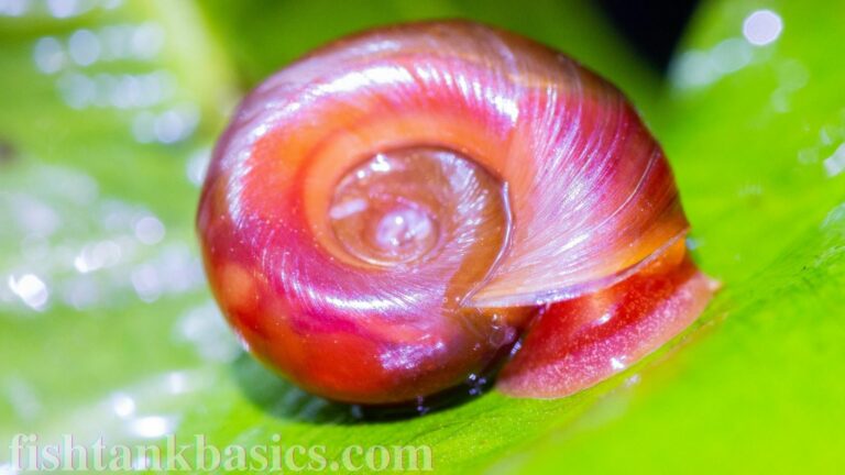 Ramshorn snail with a healthy vibrant red shell.