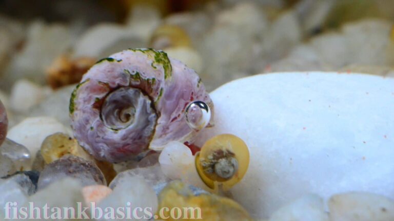 A close up of a ramshorn snail with algae growing on its shell. The shell is damaged with signs of wear and tear.