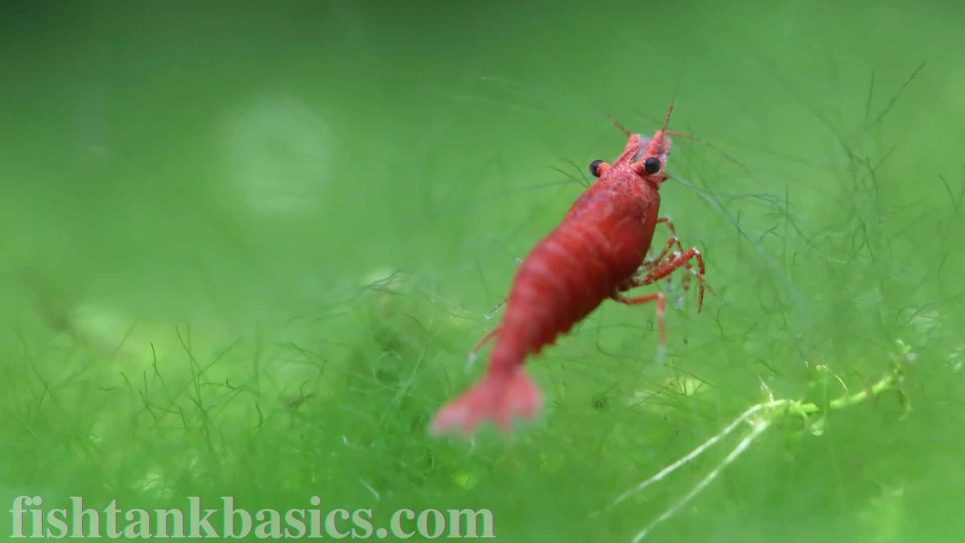 Red Cherry Shrimp