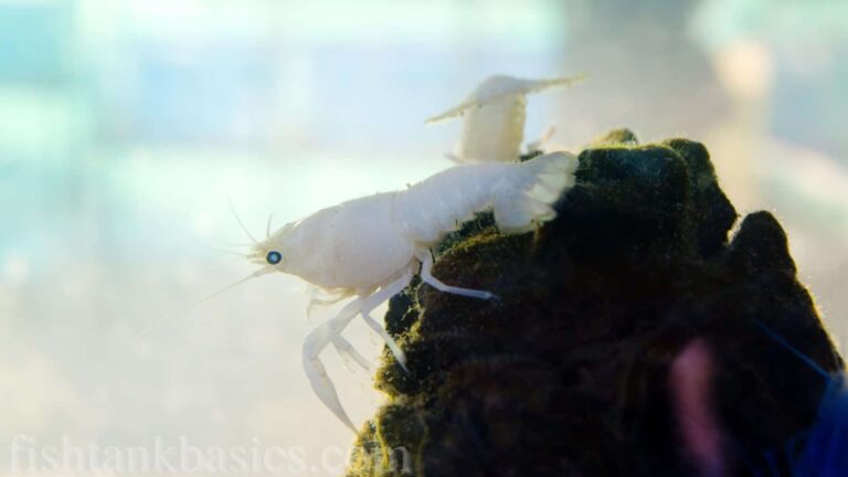 White Crayfish on a mossy rock in a tank.