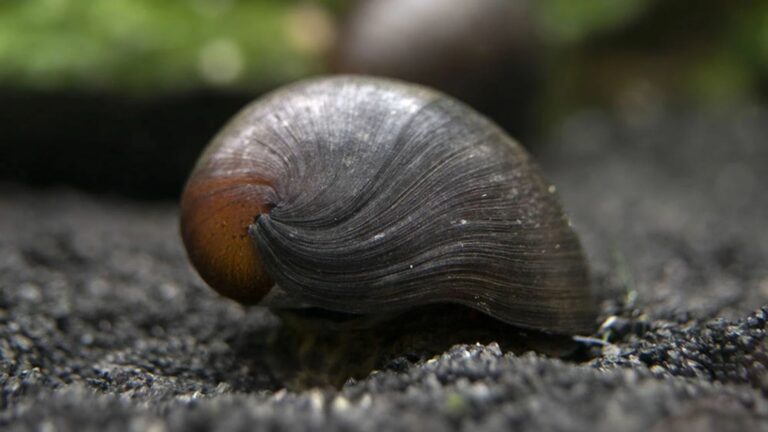 Black Racer Nerite Snail