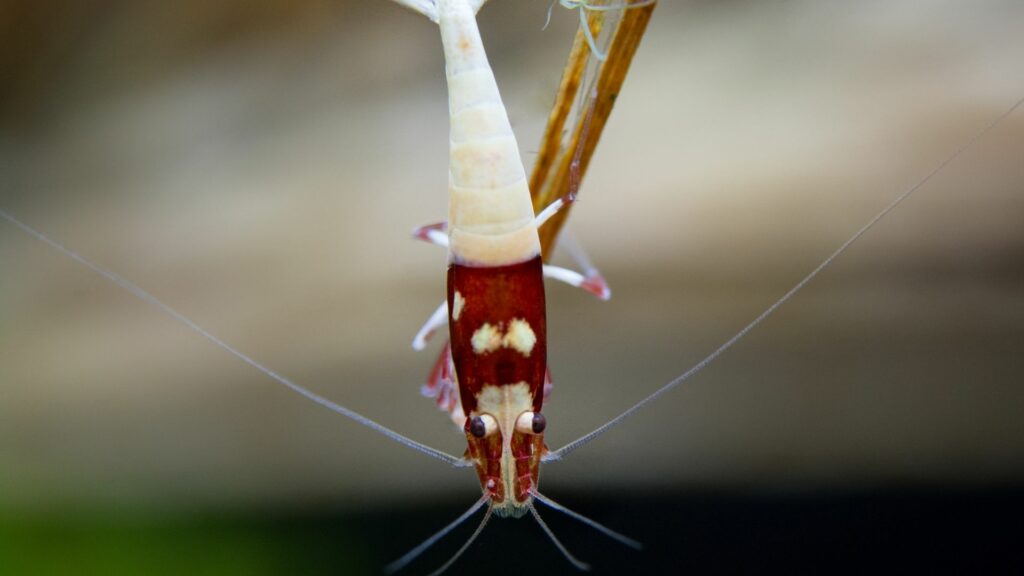 pinto shrimp
