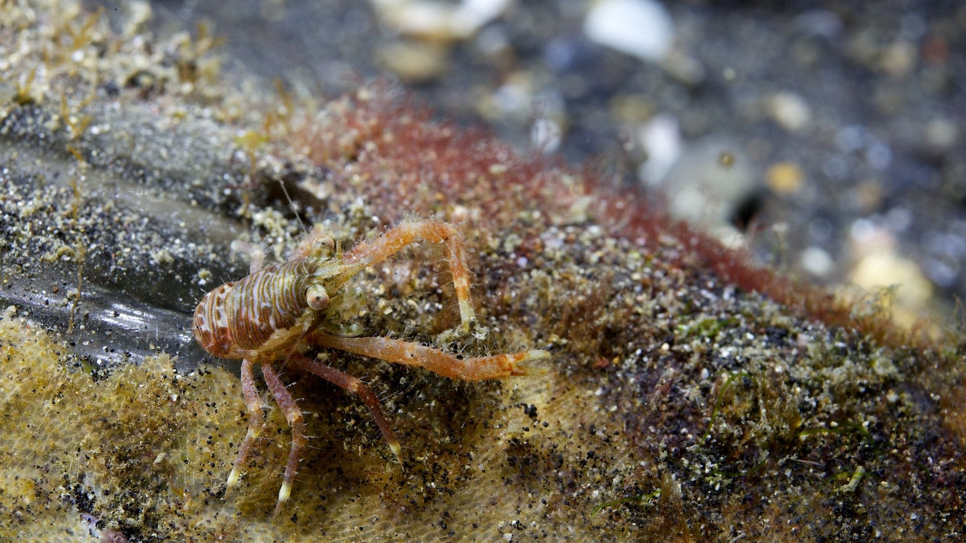 Types of Lobsters (3 Is Shocking Without Claws)