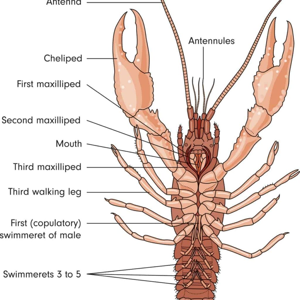 anatomy of lobsters
