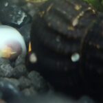rabbit snail eggs