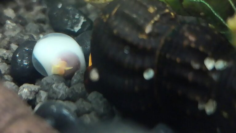 rabbit snail eggs