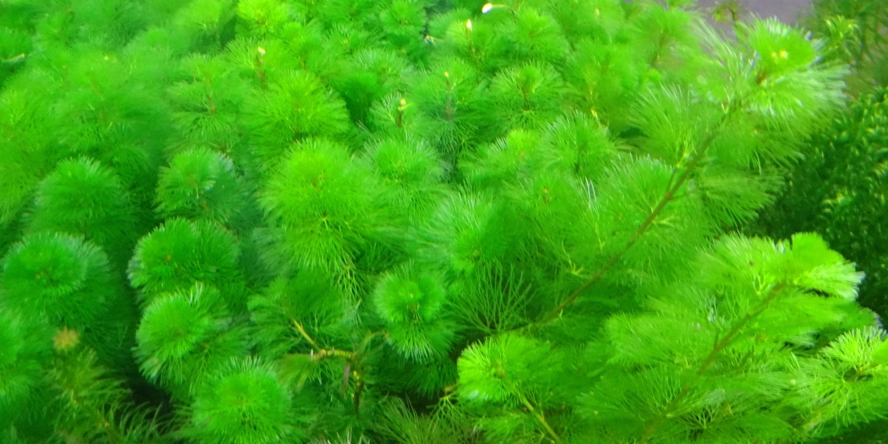 Cabomba Plant in aquarium