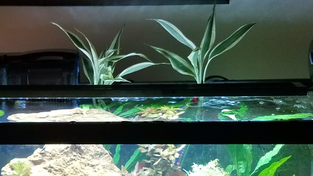 worst plant for fish tanks