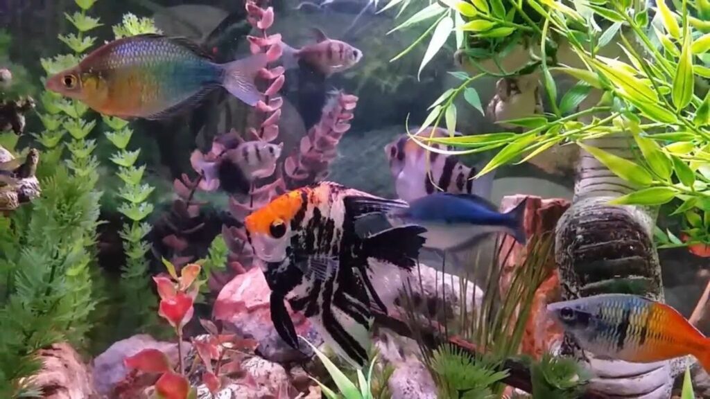 rainbow fish and angelfish