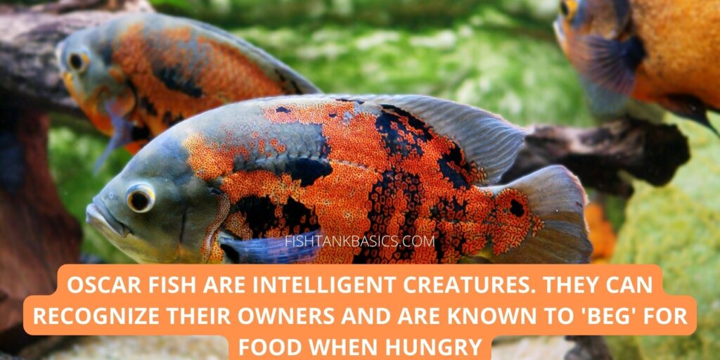 oscar fish are intelligent