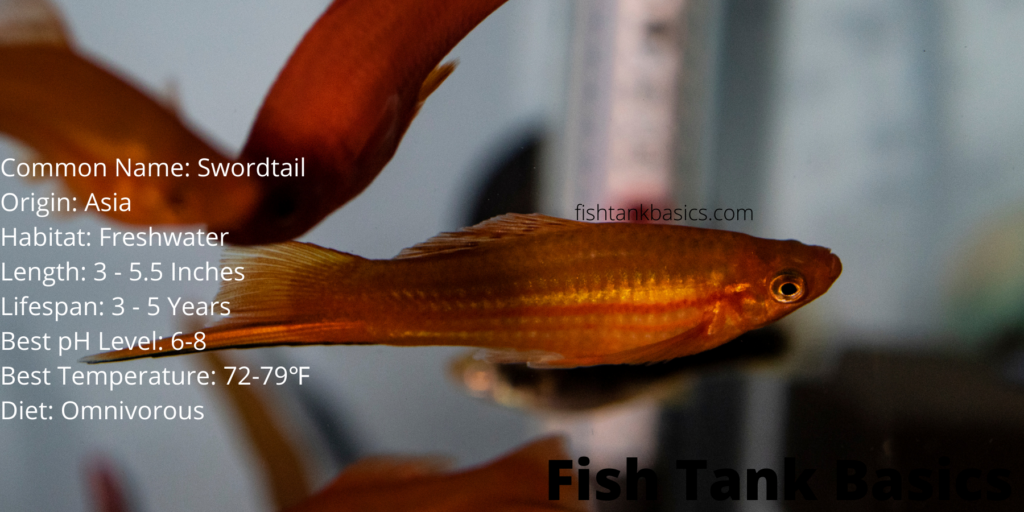 Swordtail Fish Care Basic Overview