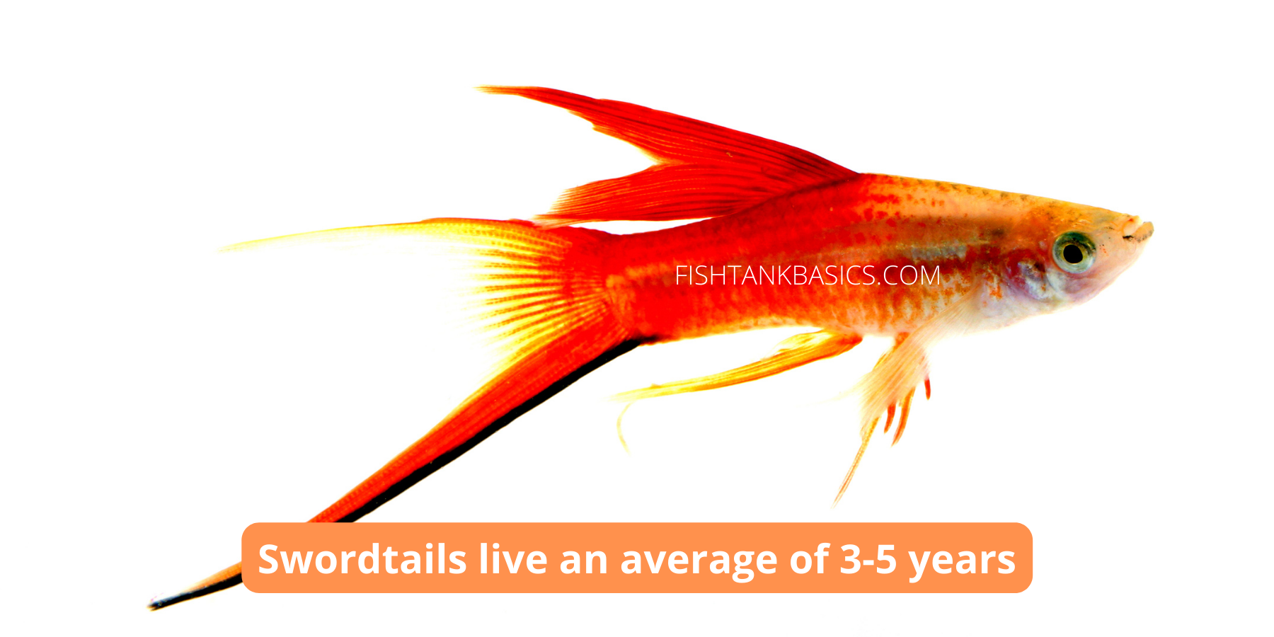 A Complete Swordtail Fish Care Guide