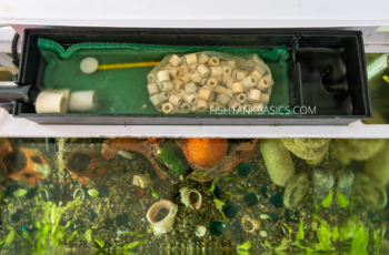 how often to clean a filter in a fish tank